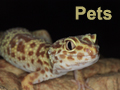 Pets